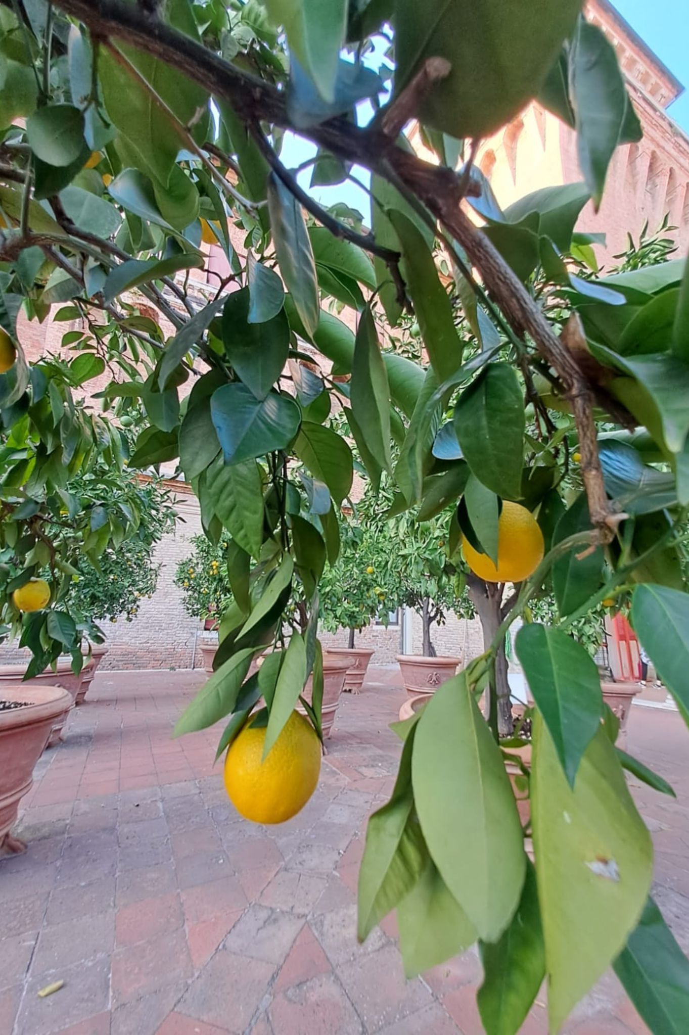 Castello Estense giardino degli aranci Ferrara