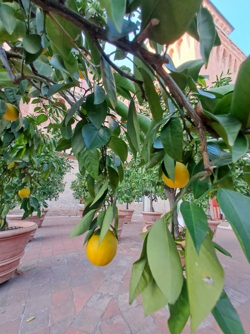Ferrara Casa Ariosto