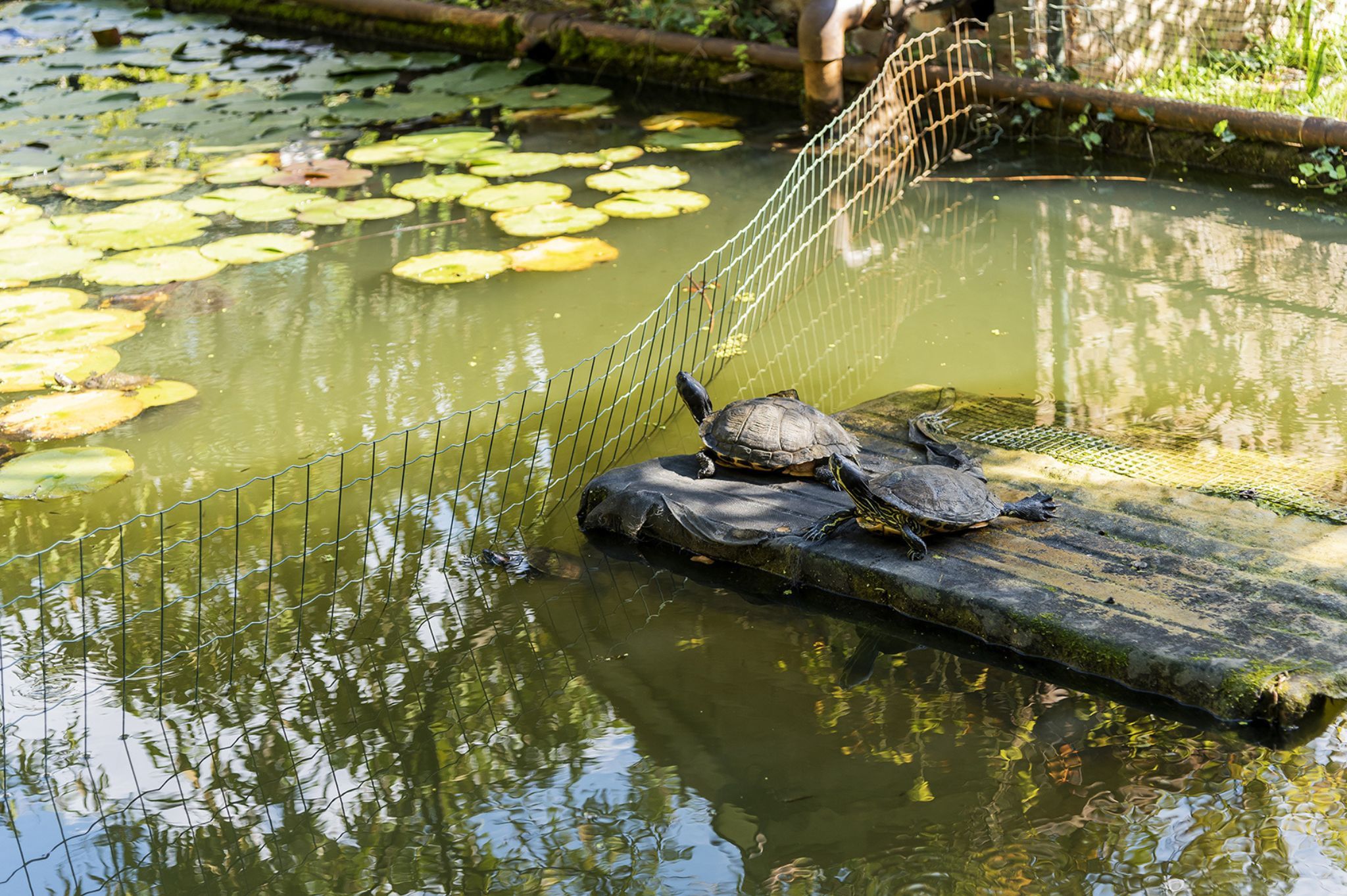 orto botanico di ferrara