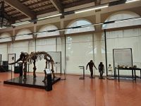 immagine evento
