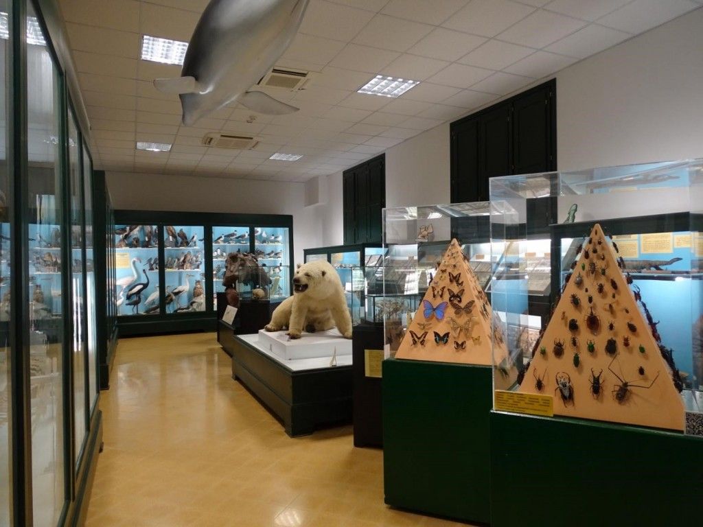 Museo Civico di Storia Naturale Istallazione