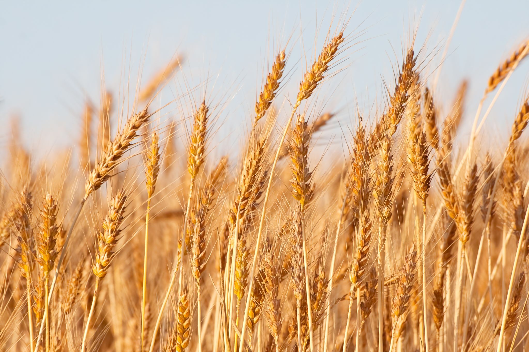 Grano a Ferrara